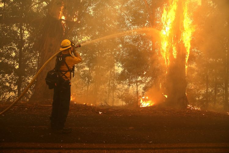 Teliti Kebakaran Hutan, Ilmuwan Temukan Keajaiban pada Pohon